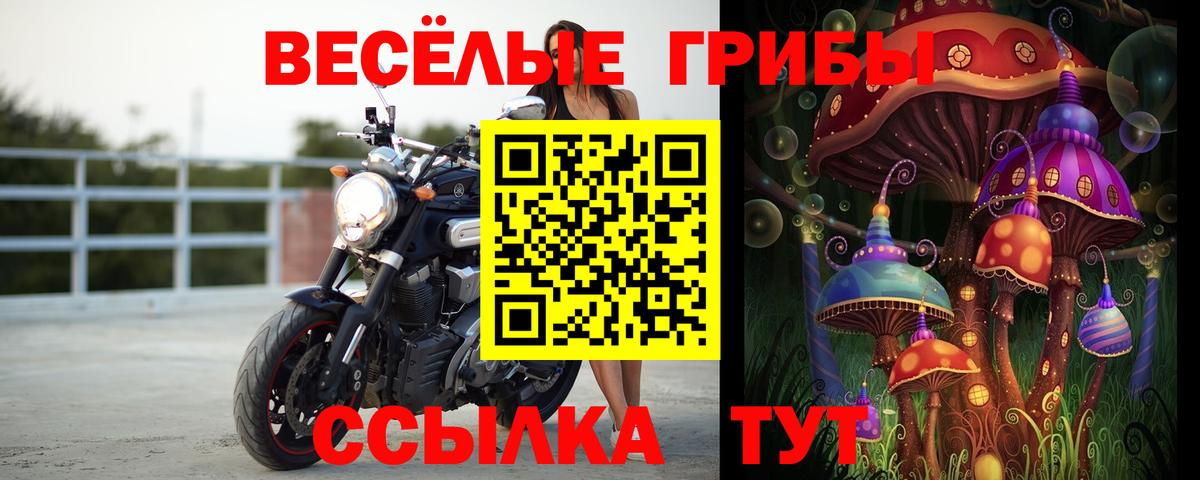 Псилоцибиновые грибы Psilocybe Комсомольск-на-Амуре