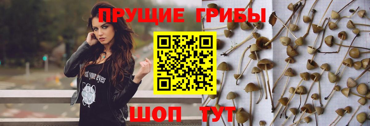 Псилоцибиновые грибы Psilocybe  что такое   Комсомольск-на-Амуре 